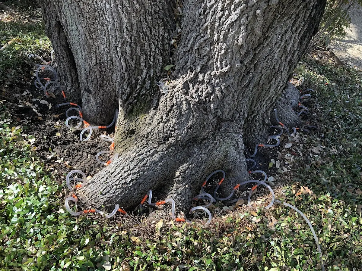 Detailed Tree Cabling and Bracing job site in Moran