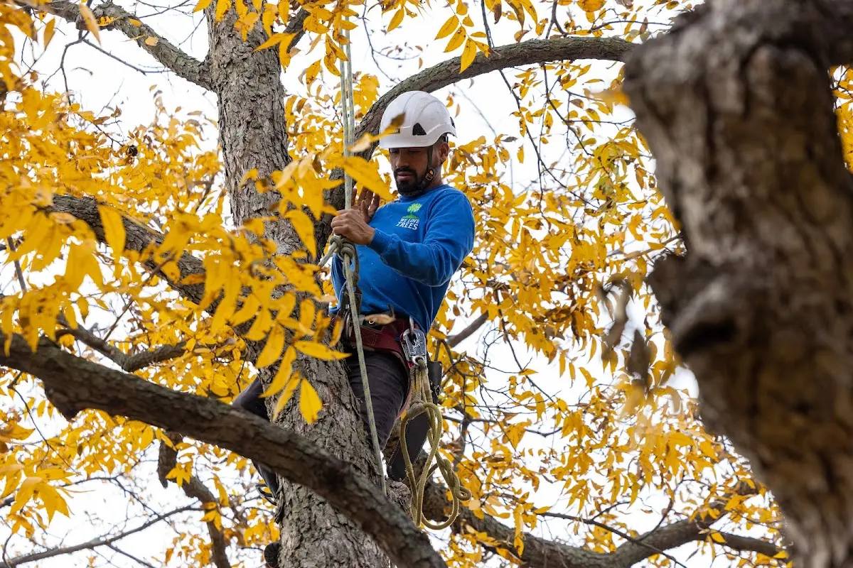 Skilled Storm Damage Cleanup crew working in Moran